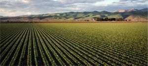 TradeVille: 2025 - moment de respiro pentru sectorul agricol local